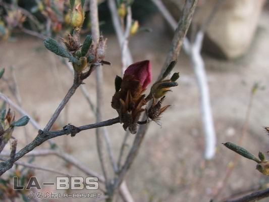 调整大小 DSCF1251.JPG