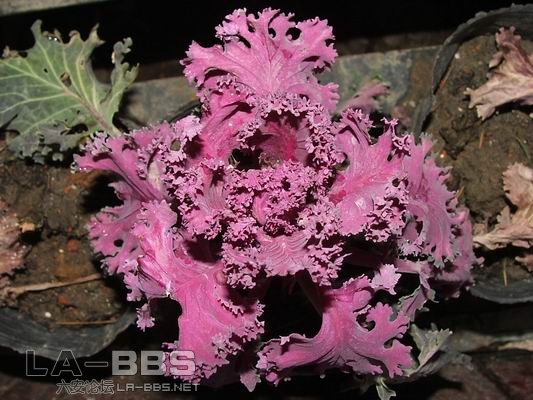 调整大小 DSCF1266.JPG