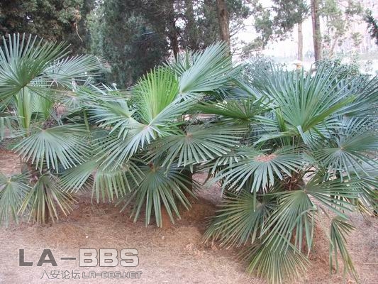 调整大小 DSCF1226.JPG