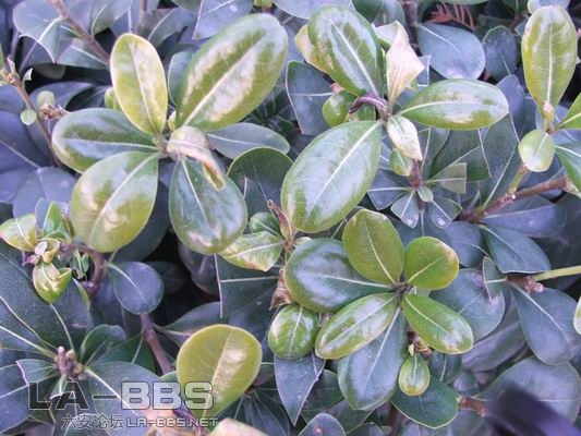 调整大小 DSCF1217.JPG