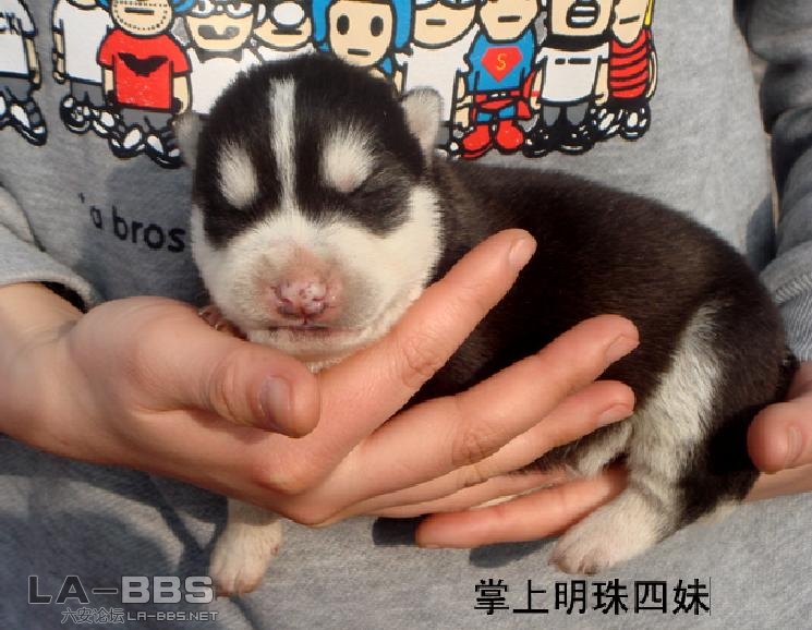 掌上明珠四妹.jpg