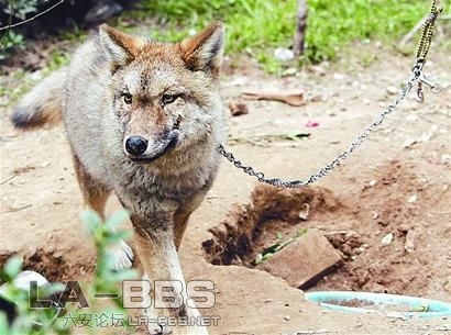 wolf2.jpg