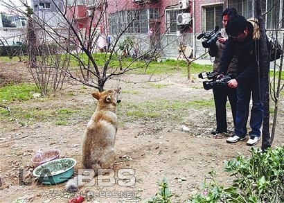 wolf1.jpg