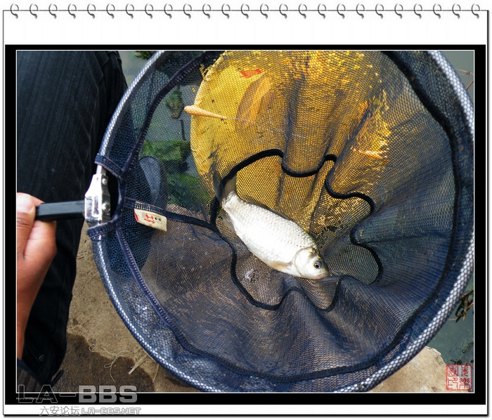 在抄网里看不出大小