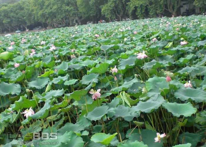 调整大小 CIMG1710.JPG