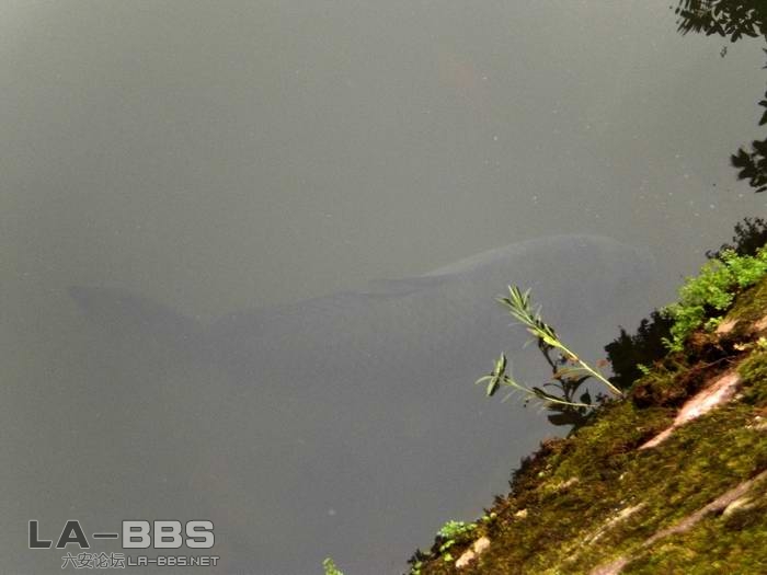 看出来这是什咯