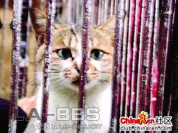 1、猫绝望的眼神