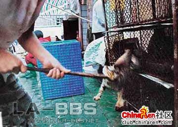 、用钩子钩出猫