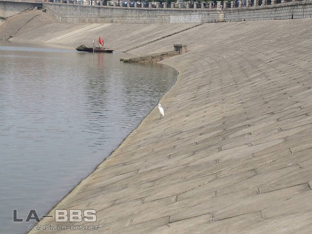 远处的白鹭——也是捕鱼能手！