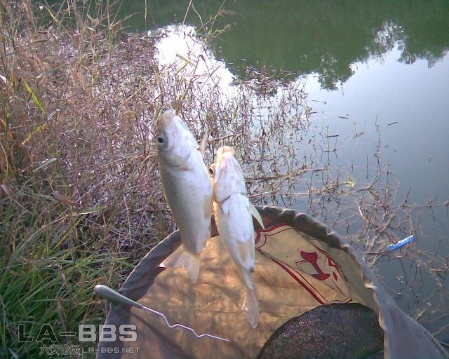 期间双飞不少于20次