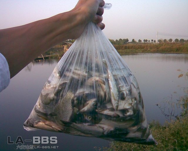 鲫鱼205尾，翘嘴15，白条20尾