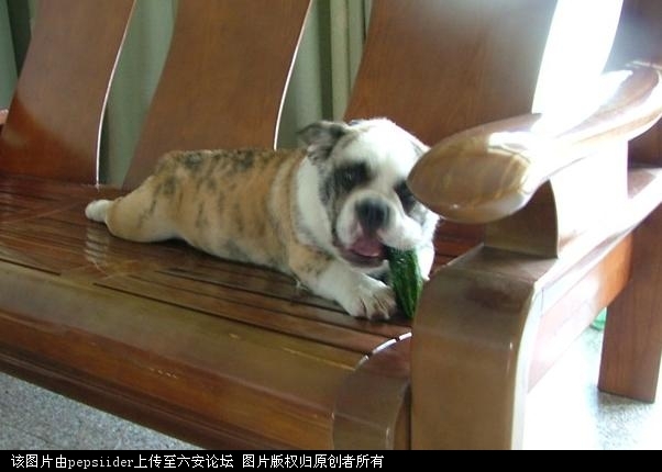 啃黄瓜