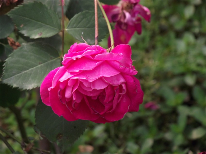 照片 033_副本.jpg