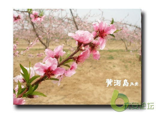 桃李争妍黄河岛4.jpg
