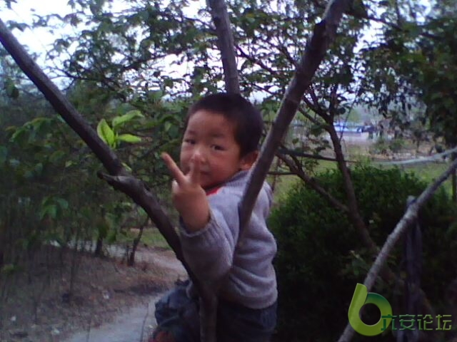 儿子的玩具--板栗树