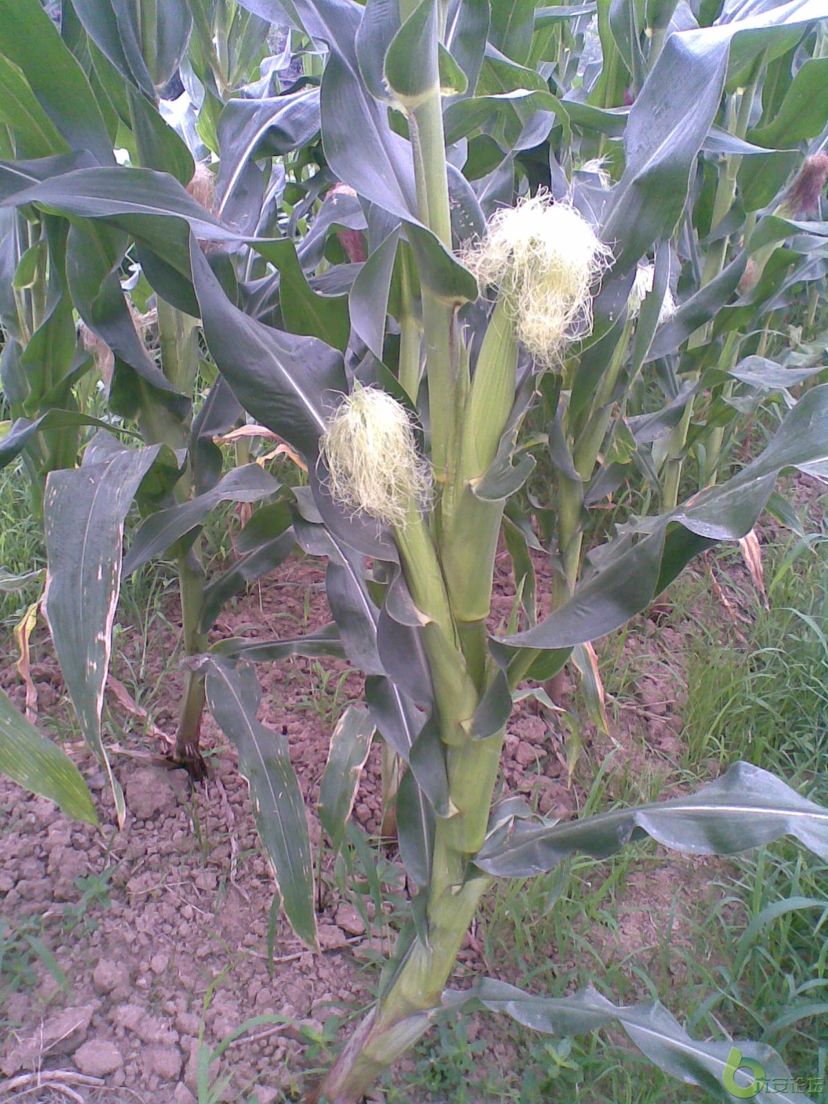 20100625814.jpg