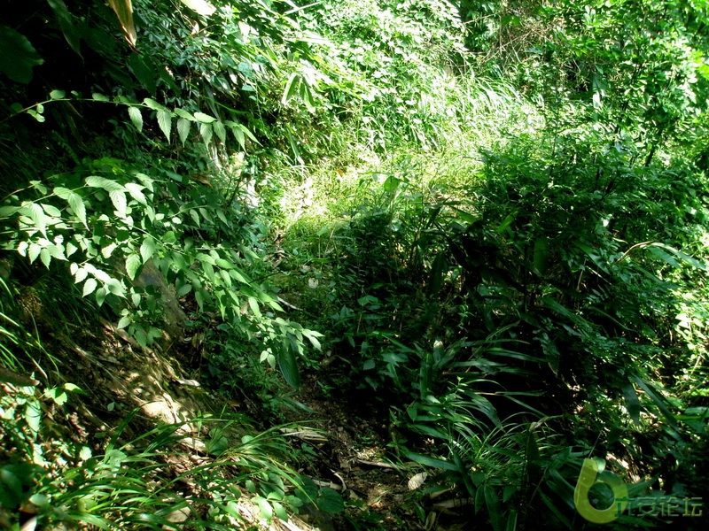 杂草丛生的山路