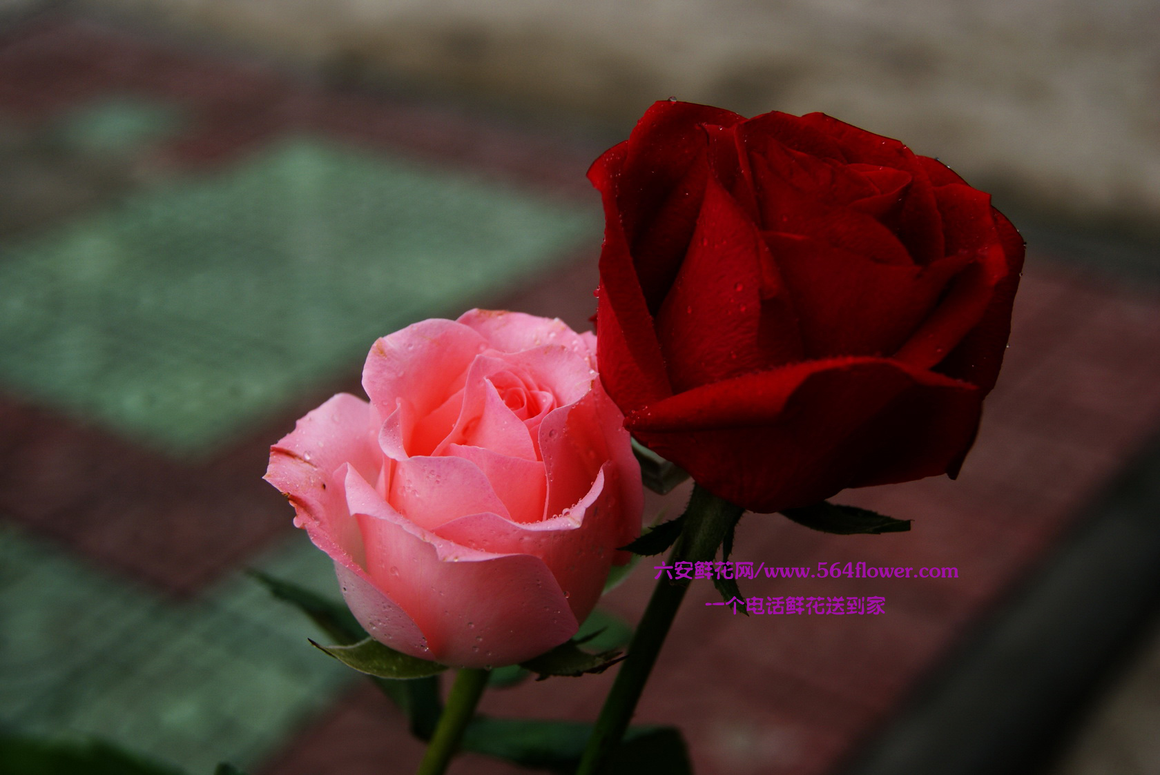 红粉玫瑰.jpg