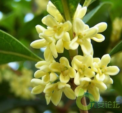 桂花.jpg