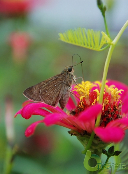 口器很长的蛾子