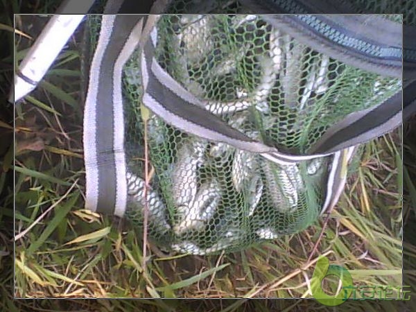 大大小小十几斤