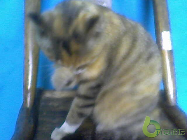 小猫.jpg
