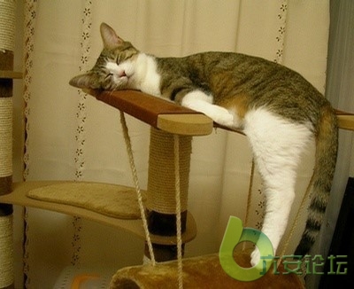虽然不如自己的猫窝舒服,将就了! 虽然不如自己的猫窝舒服,将就了!