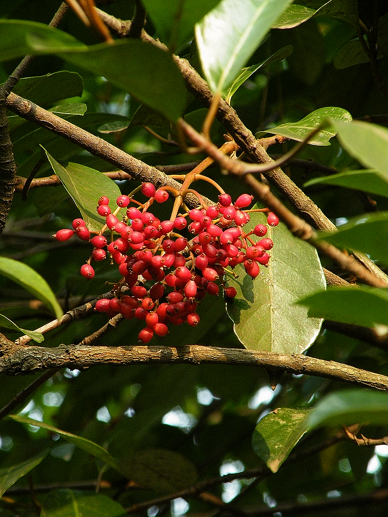 寻友偶得 (4).JPG