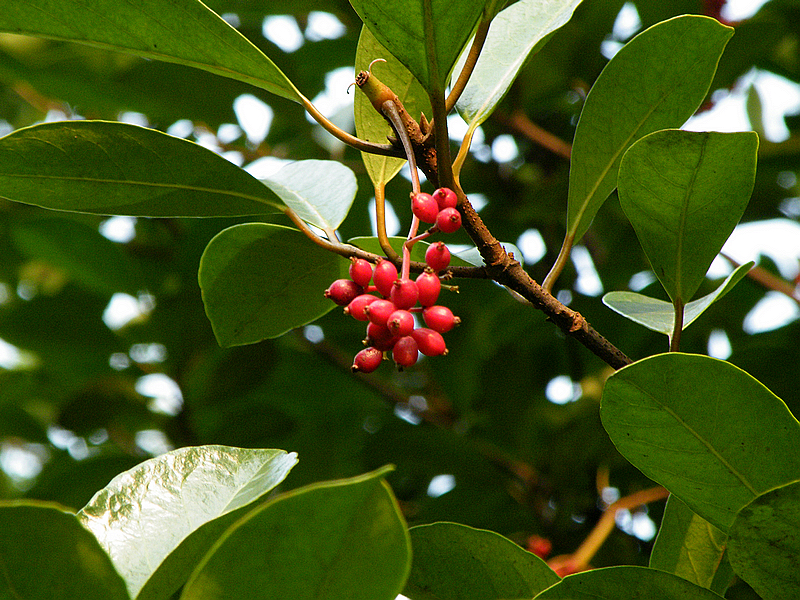 寻友偶得 (5).JPG