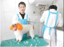 贵宾犬造型修剪染色.jpg