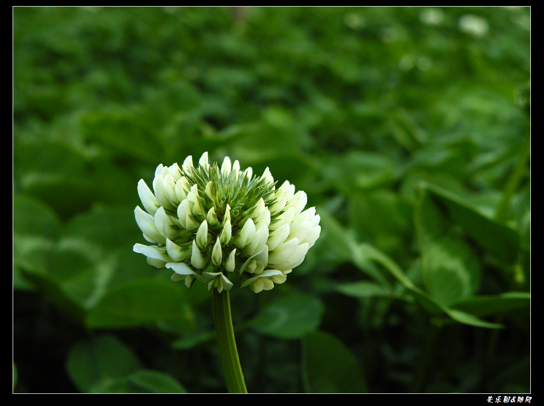春风吹笑了花儿 (2).JPG
