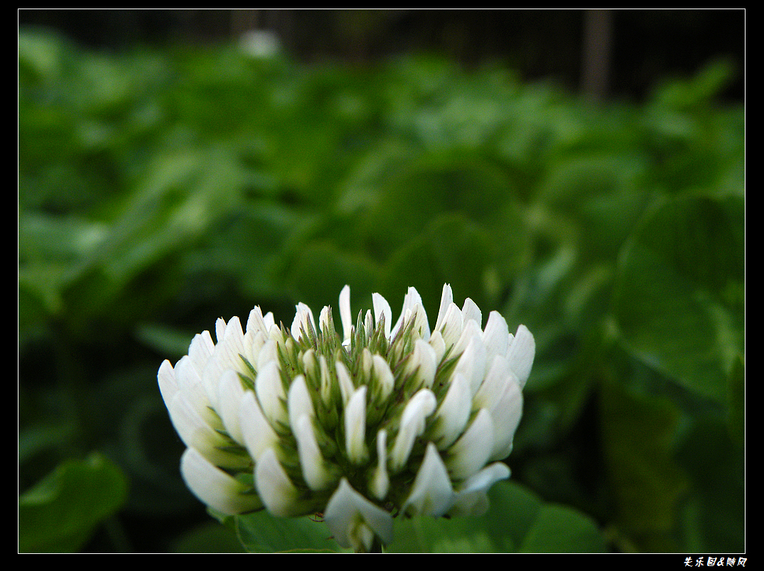 春风吹笑了花儿 (1).JPG