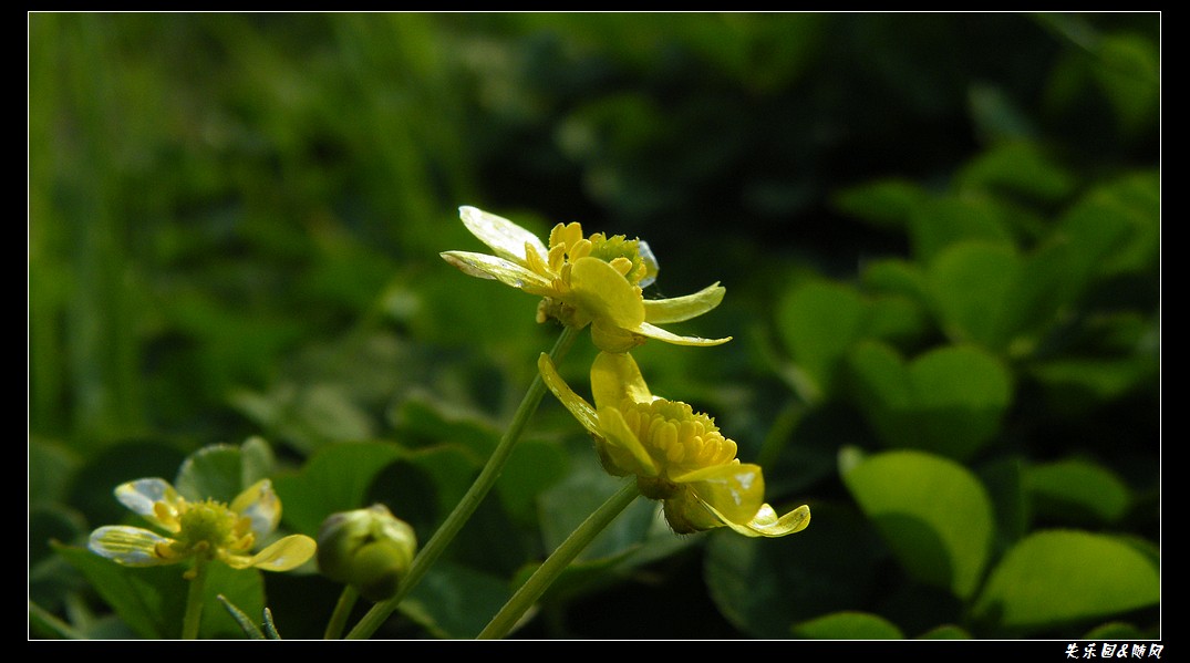 春风吹笑了花儿 (4).JPG