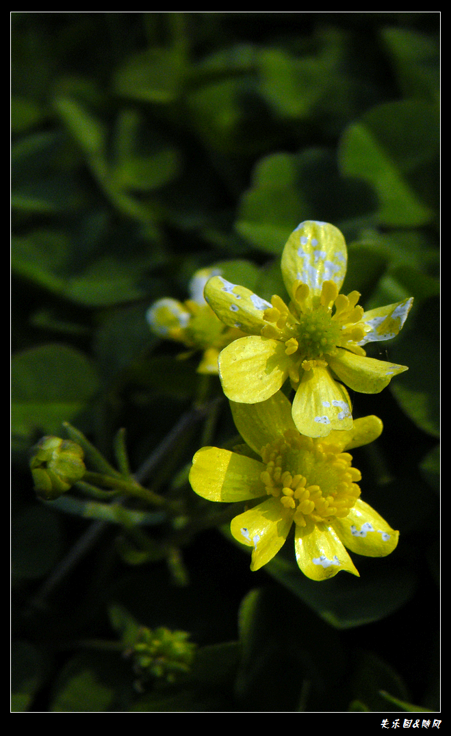 春风吹笑了花儿 (5).JPG