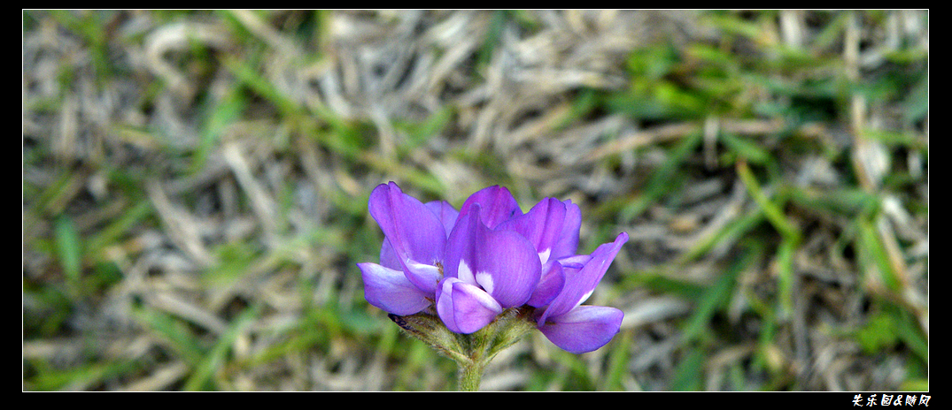 春风吹笑了花儿 (3).JPG