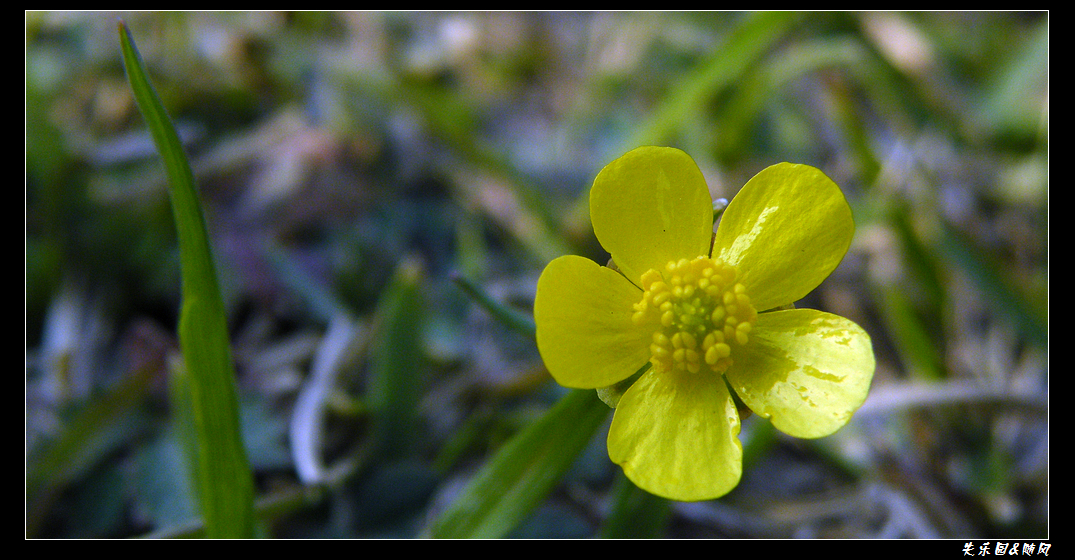 春风吹笑了花儿 (7).JPG