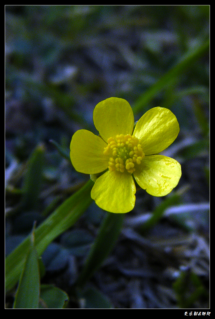 春风吹笑了花儿 (6).JPG