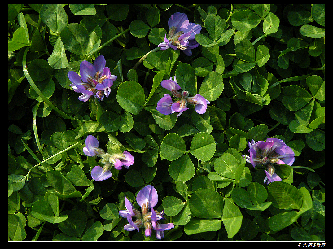 春风吹笑了花儿 (8).JPG