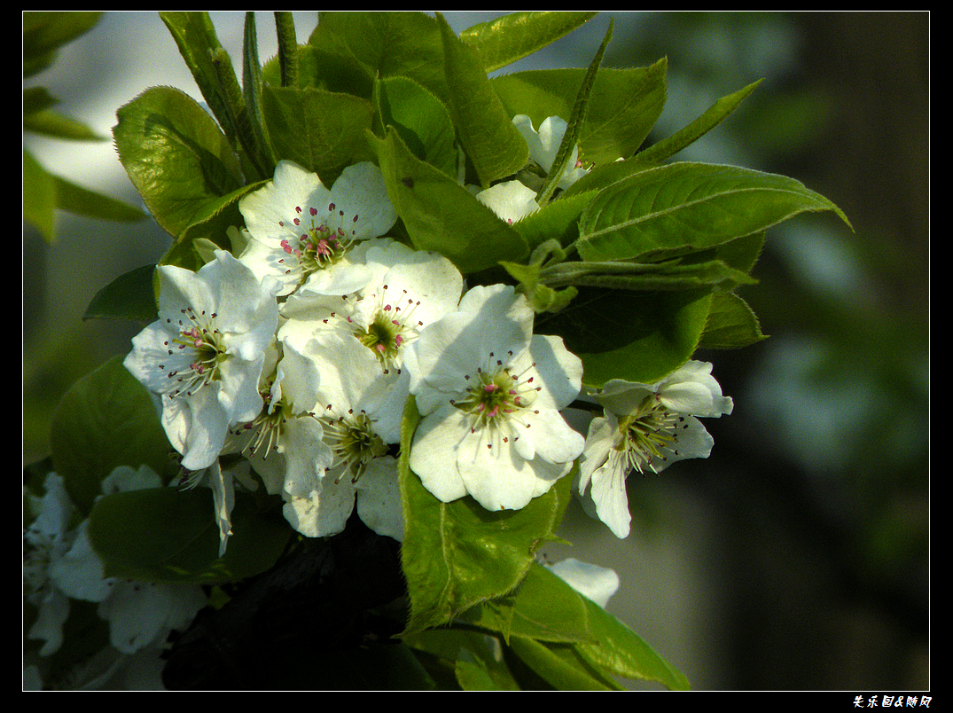 春风吹笑了花儿 (9).JPG