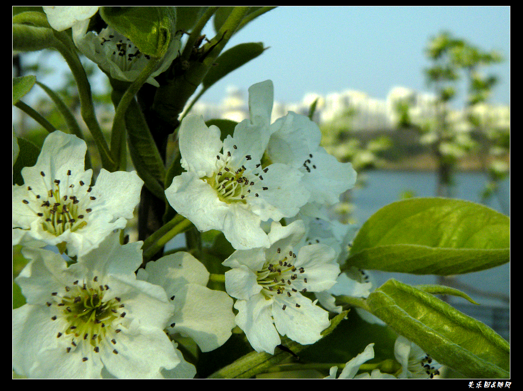 春风吹笑了花儿 (10).JPG