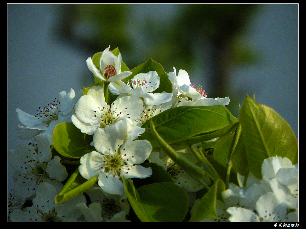 春风吹笑了花儿 (14).JPG