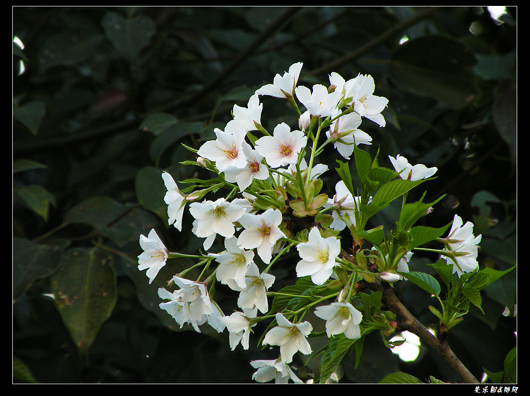 春风吹笑了花儿 (16).JPG