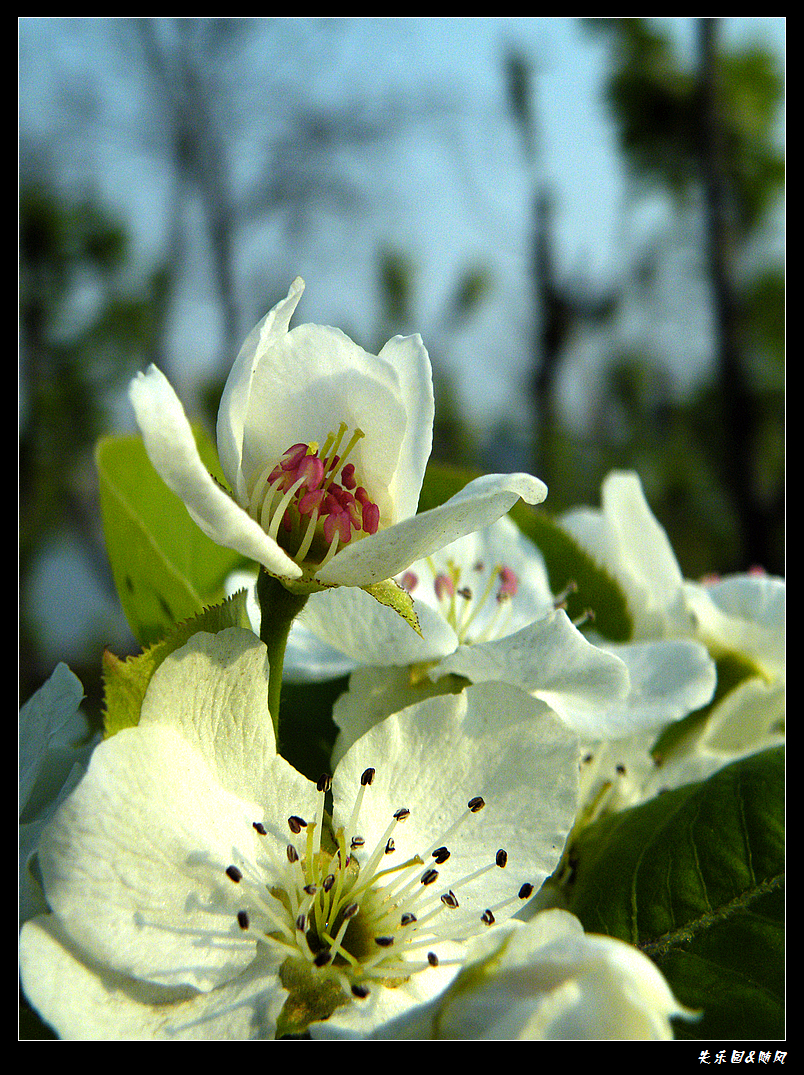 春风吹笑了花儿 (15).JPG
