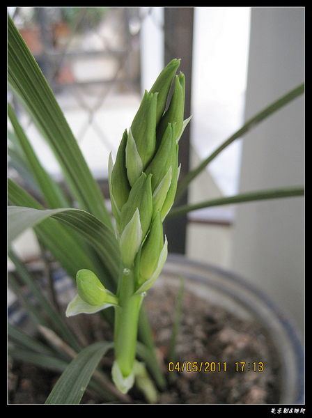 我家的兰花开了 (3).jpg