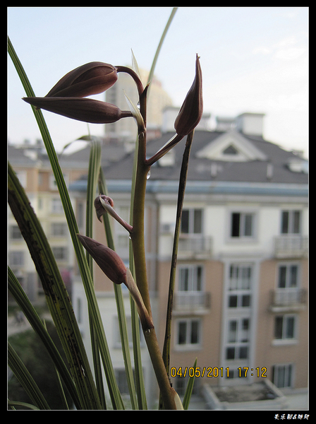 我家的兰花开了 (4).jpg