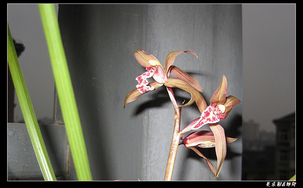 我家的兰花开了 (1).jpg