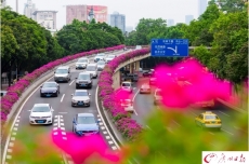 簕杜鹃盛放 航拍广州高架桥“紫红花道”