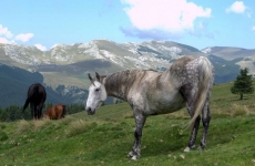 美丽高原上的马儿写真